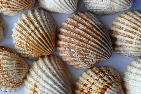 Tout savoir sur le coquillage d'allaitement à prix réduit